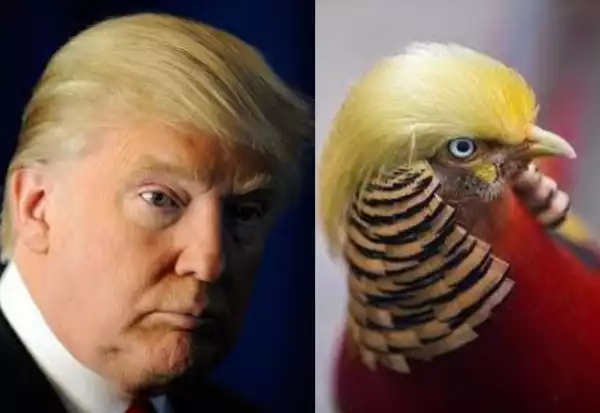 Bird becomes an internet sensation in China because people think he has the same hairstyle as Donald Trump (Photos)